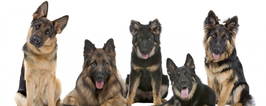 are german shepherds family friendly